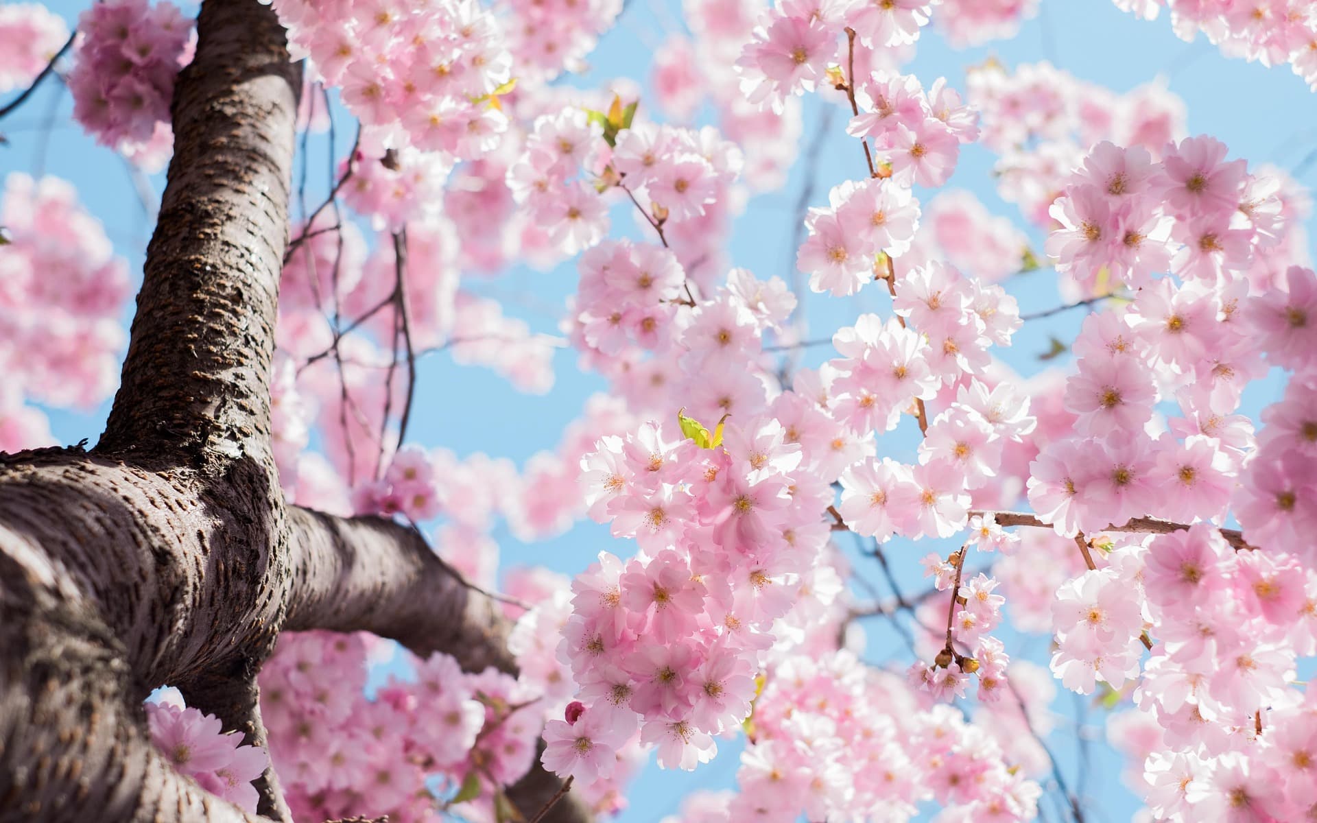 Vokalensemble Sakura